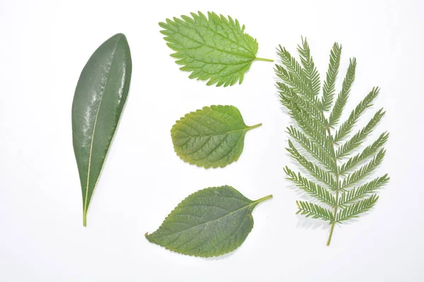 Zelený List Rostliny Bílém Pozadí Botaniky Přírodní Lesopark Strom — Stock fotografie