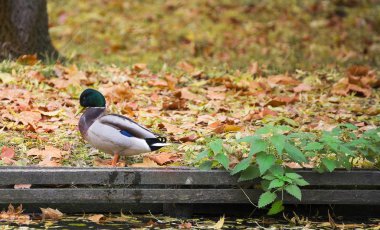 Göl kenarında park sudan aldıktan sonra ördek