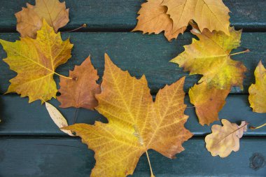 Ekim ayında parkta bankta sarı yapraklar