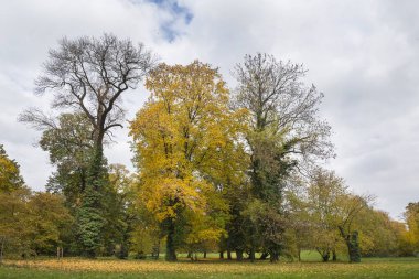 İnci Park yeşillik zemin ile sonbaharda üç ağaç