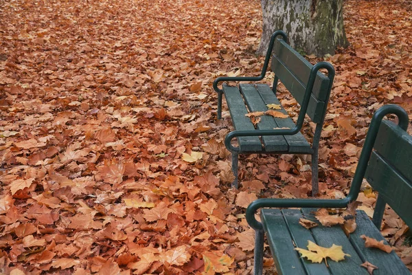 Panca Fogliame Rosso Dagli Alberi Del Parco — Foto Stock