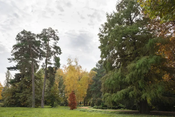 Tweehonderd Jaar Oude Boom Het Park Herfst — Stockfoto