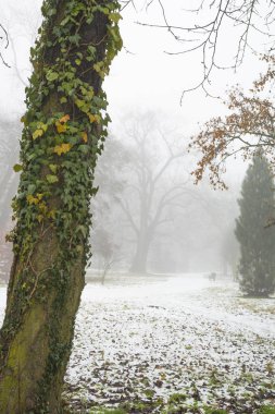 Kış aylarında sis parkta yeşil sarmaşık olan ağaç