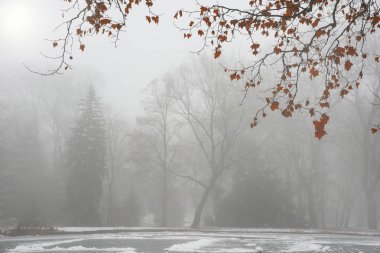Sisin içinde ilk kar sonra parkta ağaç üzerinde kırmızı yaprakları