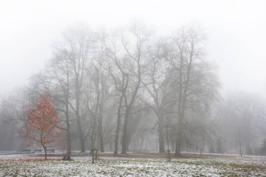 Küçük ağaçta sis kırmızı ile ilk karda gittikten sonra Aralık ayında Park