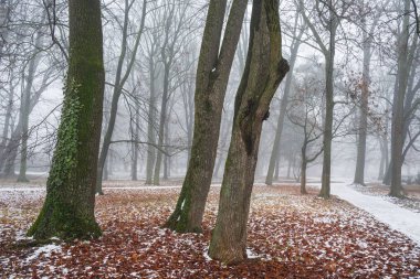 İçinde ağaç ile Aralık ayında ilk kar sonra yeşil sarmaşık