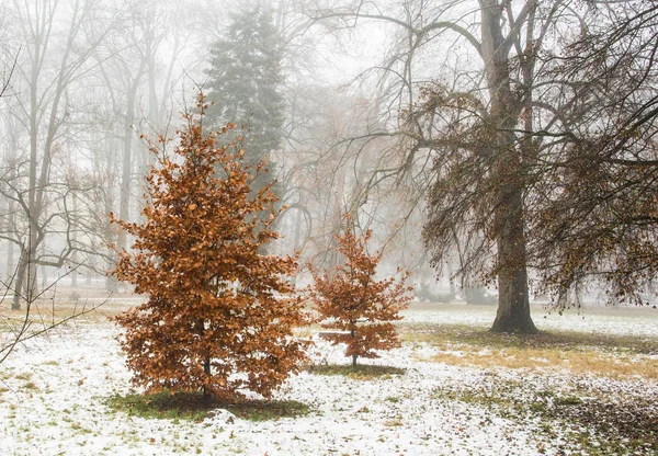 Small Trees Red Leaves Park Winter — Stock Photo, Image