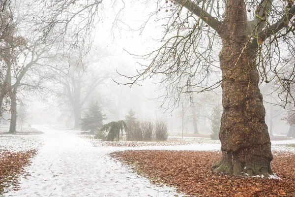 Park sonra sisin içinde ilk kar kış ağaç nadir