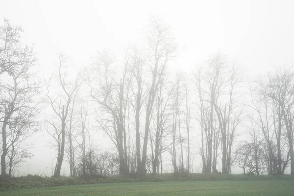 Trees in the field in fall in the morning with fog