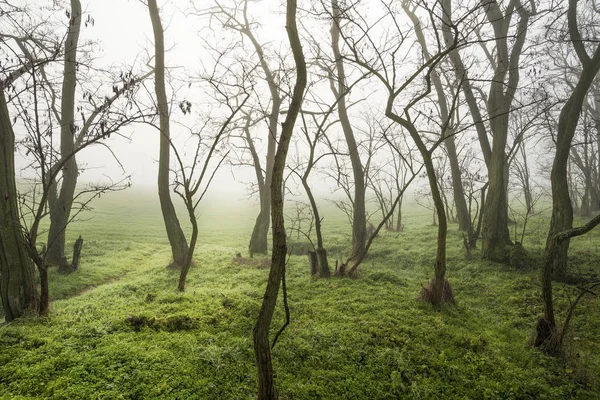 Los Árboles Mañana Campo Otoño Con Niebla —  Fotos de Stock