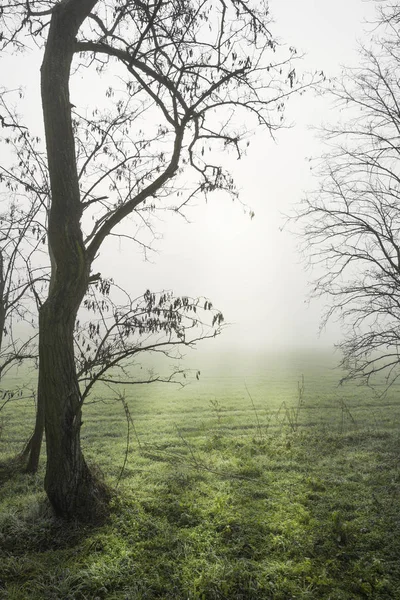 Tree Field Fall Fog Sunny Rays — Stock Photo, Image