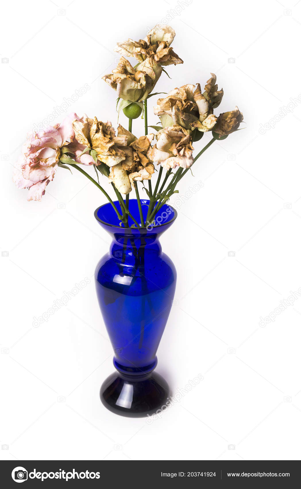 Dead Roses Blue Vase White Background Stock Photo C Photomaxop