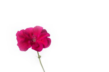 Beyaz zemin üzerine kırmızı çayır çiçek closeup