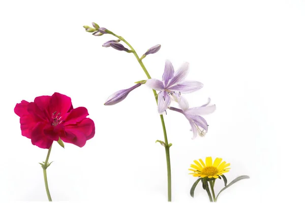 Três Flores Prado Isoladas Fundo Branco — Fotografia de Stock