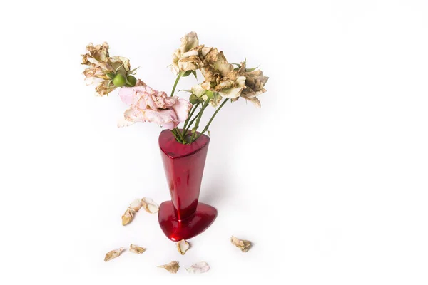 Rosas Mortas Vaso Vermelho Fundo Branco — Fotografia de Stock
