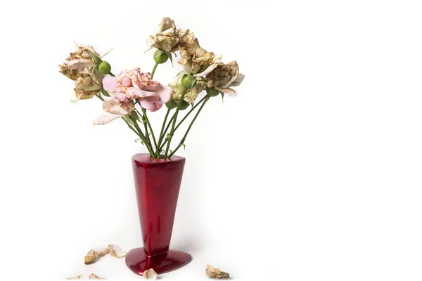 Secar Rosas Vaso Vermelho Fundo Branco — Fotografia de Stock