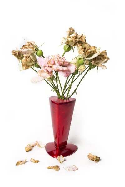 Tote Rosen Der Roten Vase Auf Weißem Hintergrund — Stockfoto