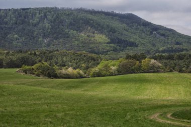 Alan ve renkli ağaçlar yaylı ormanda