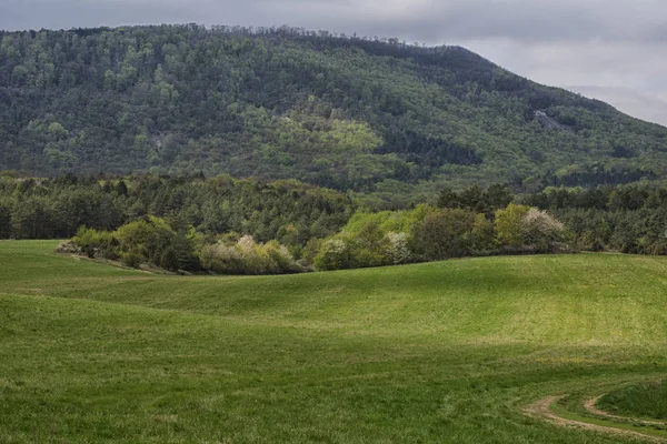 Alan ve renkli ağaçlar yaylı ormanda