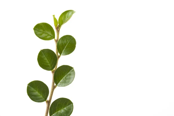 Πράσινο Κλαδί Φύλλα Pick Από Λιβάδι — Φωτογραφία Αρχείου