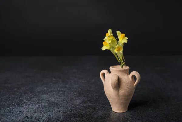 Flor Prado Amarelo Vaso Fundo Preto — Fotografia de Stock