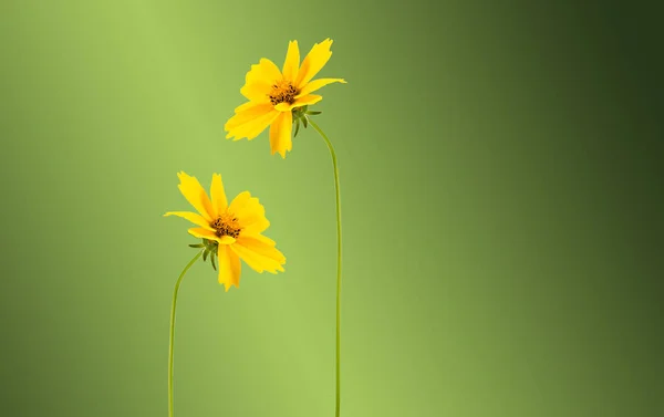 Květu Žlutá Louka Zeleném Pozadí — Stock fotografie