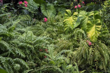 Yaz çiçek ve yaprakları yeşil bitki örtüsü