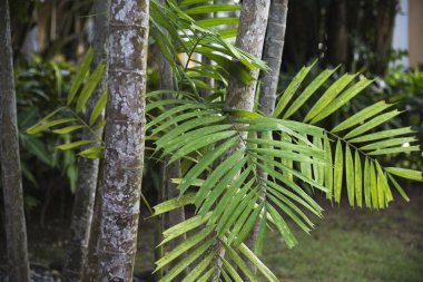 Yaz tatil yaz yeşil palmiye bitki örtüsü