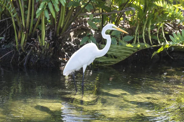 Great Blue Heron Vattnet Att Fånga Groda — Stockfoto