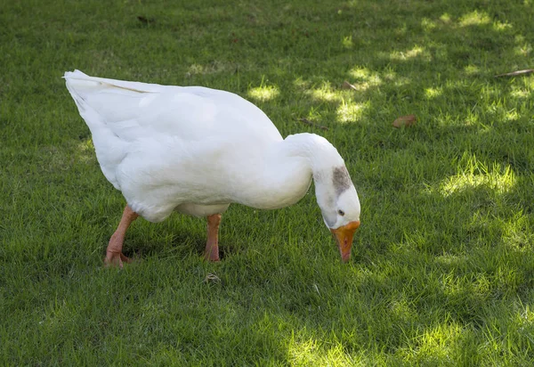 White Goose Looking Food Green Grass — Stock Photo, Image