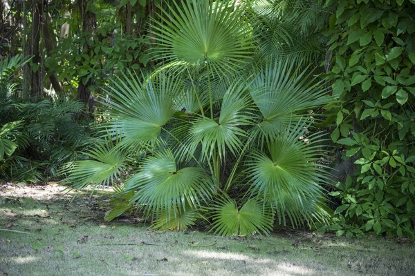 Green Palm Vegetation Summer Summer Resort — Stock Photo, Image
