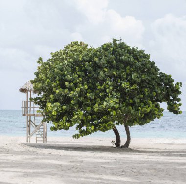 Turkuaz su ve beyaz bulutlar ve ağaç ile Karayipler beach