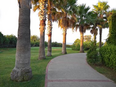 Palms by the line to the beach early morning