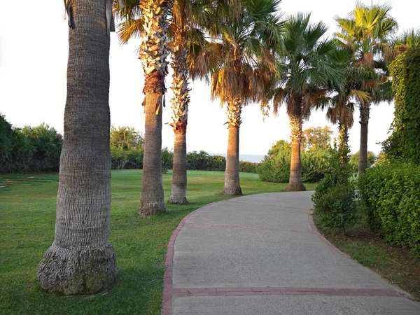 Palms Line Beach Early Morning — Stock Photo, Image