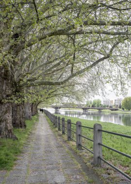Tree alley with lane and railing in summer day