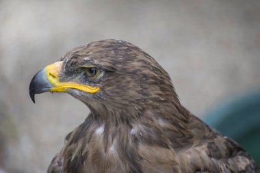 Young hawk in captivity in zoo in summer day