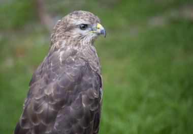 Young hawk in captivity in zoo in summer day