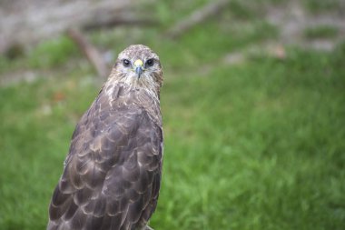 Young hawk in captivity in zoo in summer day