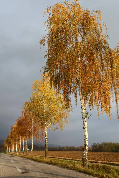 Złote Brzozy Jesienią Przy Drodze Zachmurzonym Niebem — Zdjęcie stockowe