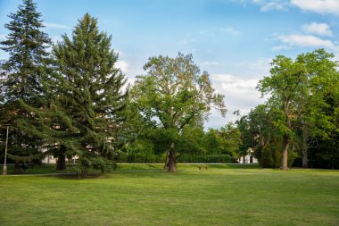 Yazın çimleri biçilmiş park