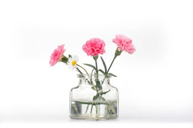 Beyaz arka plandaki vazoda karanfil çiçeği. Dianthus caryophyllus.