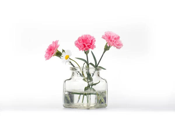 Cravo Flutuar Vaso Fundo Branco Dianthus Caryophyllus — Fotografia de Stock