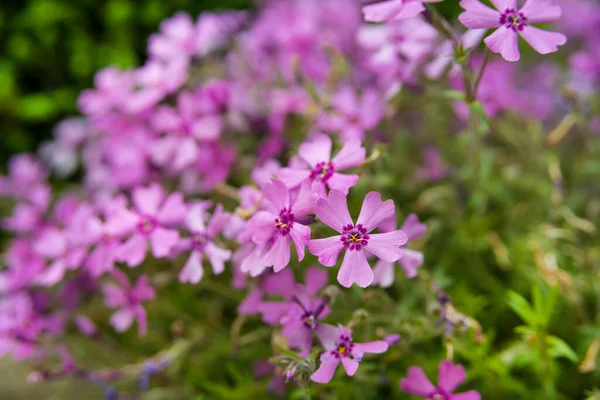 Petites Fleurs Prairie Fleurs Violettes Été — Photo