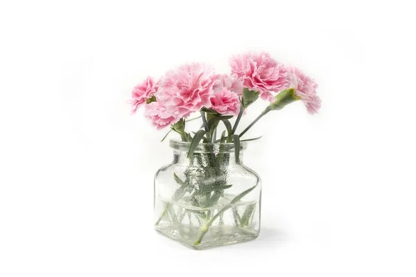 Oeillet Flottant Dans Vase Sur Fond Blanc Dianthus Caryophyllus — Photo