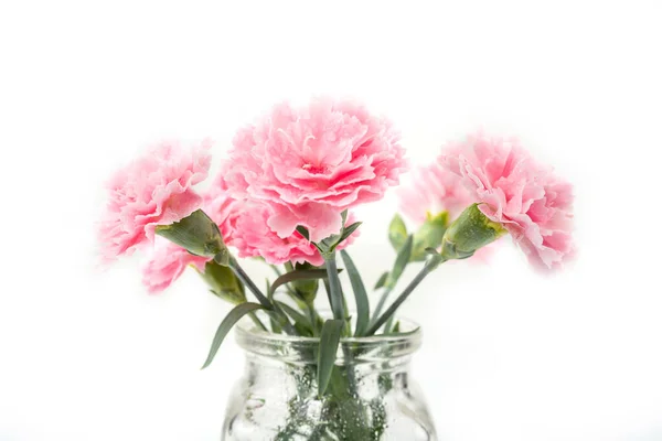 Nelken Blühen Der Vase Auf Weißem Grund Dianthus Caryophyllus — Stockfoto