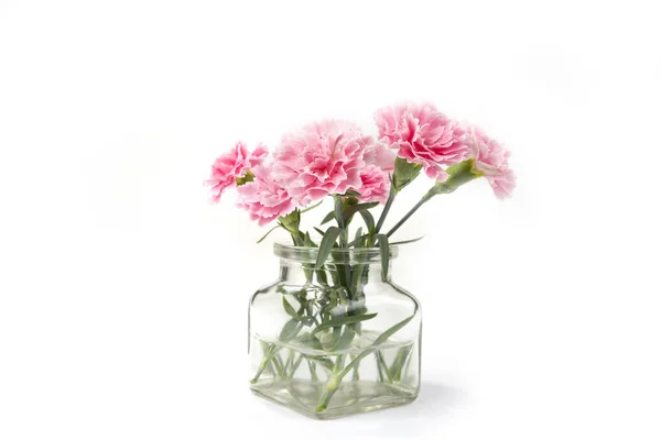 Oeillet Flottant Dans Vase Sur Fond Blanc Dianthus Caryophyllus — Photo