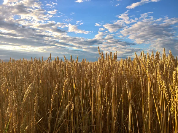 夏天有蓝天的成熟小麦 — 图库照片