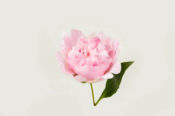 Vereinzelt Blühende Pfingstrose Blume Mit Einem Wassertropfen — Stockfoto