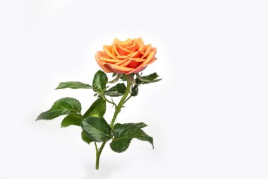 Su damlalarıyla izole edilmiş turuncu gül.