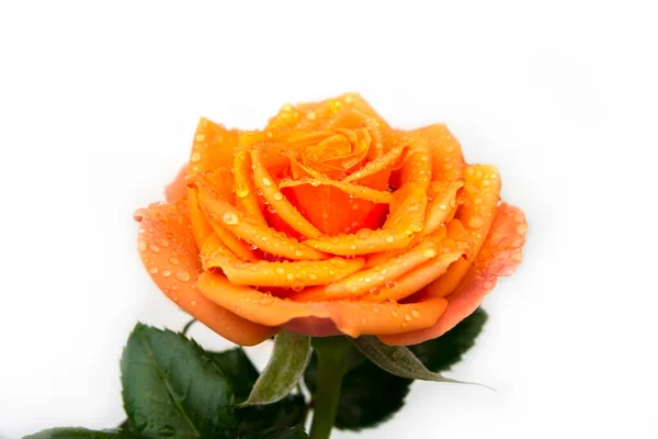 Rosa Naranja Aislada Con Gotas Agua —  Fotos de Stock